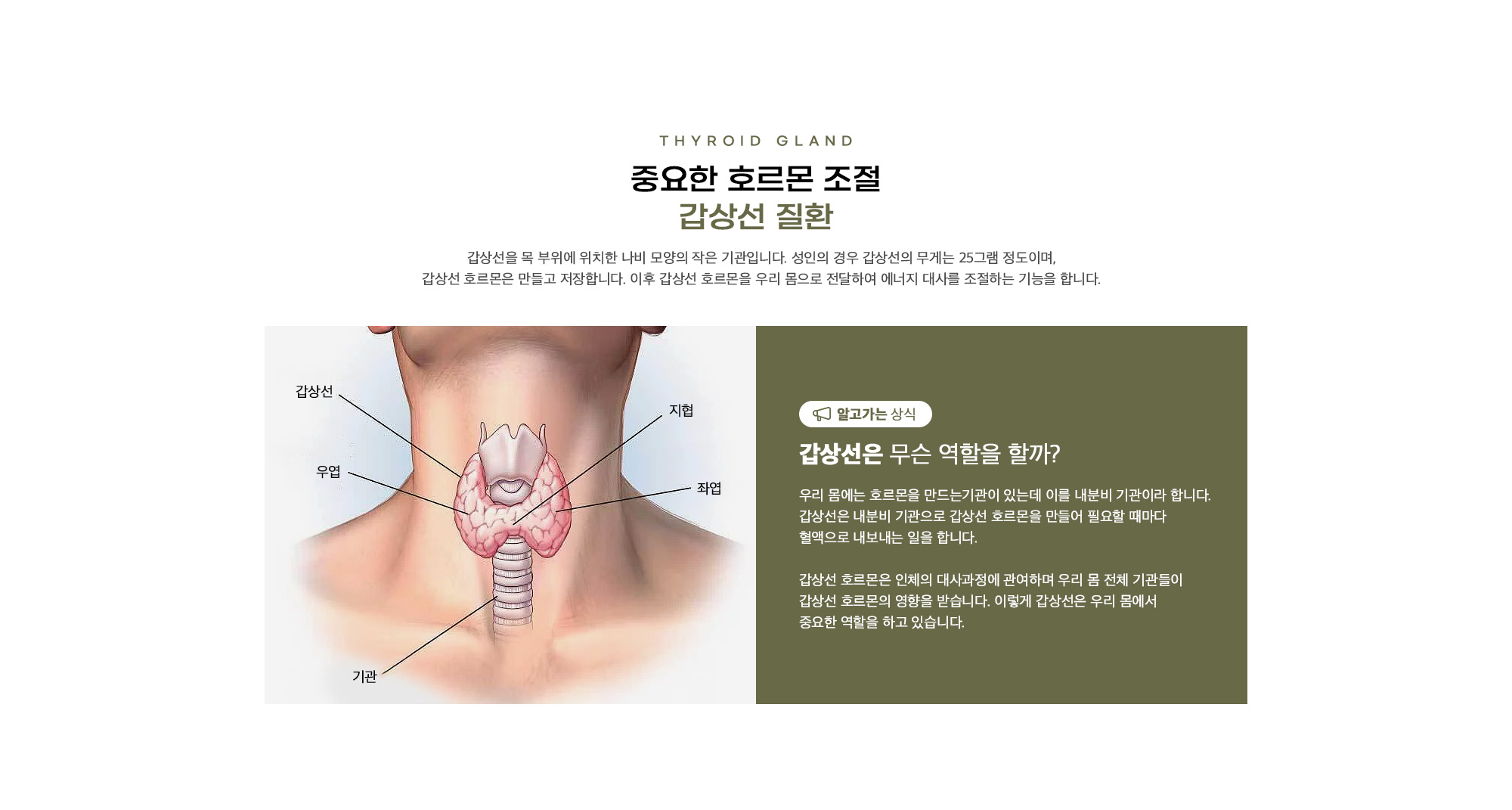 갑상선 질환